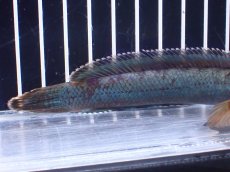 画像6: 【淡水魚】【通販】極青 No4 チャンナ sp ゴールドダスト【個体販売】(±13cm)(大型魚)(生体)(熱帯魚)NKO (6)