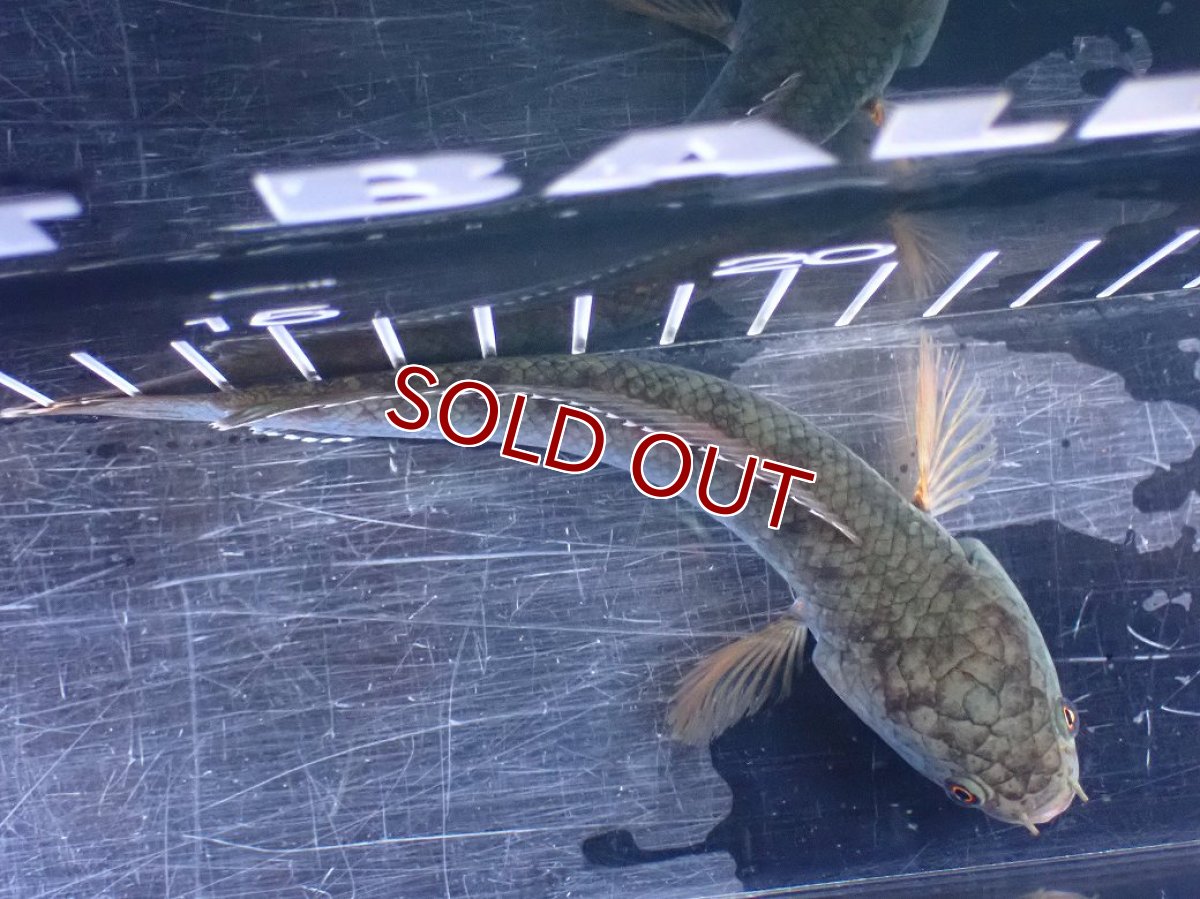 画像7: 【淡水魚】【通販】極青 No4 チャンナ sp ゴールドダスト【個体販売】(±13cm)(大型魚)(生体)(熱帯魚)NKO (7)
