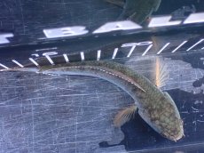 画像7: 【淡水魚】【通販】極青 No4 チャンナ sp ゴールドダスト【個体販売】(±13cm)(大型魚)(生体)(熱帯魚)NKO (7)