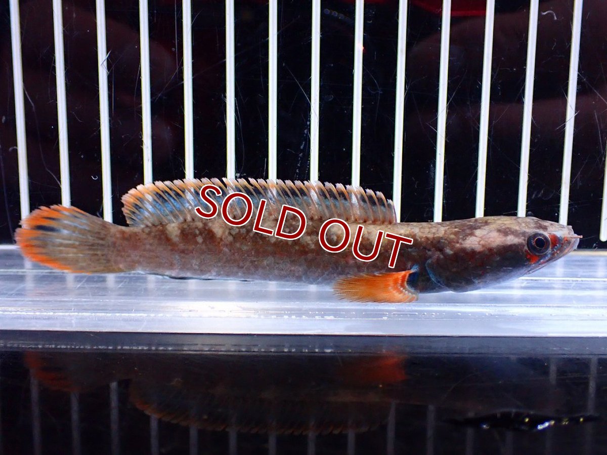 画像1: 【淡水魚】【通販】アイズファイヤースネークヘッド【１匹 サンプル画像】(±10cm)(大型魚・スネークヘッド)(生体)(熱帯魚)NKO (1)