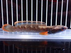 画像1: 【淡水魚】【通販】アイズファイヤースネークヘッド【１匹 サンプル画像】(±10cm)(大型魚・スネークヘッド)(生体)(熱帯魚)NKO (1)