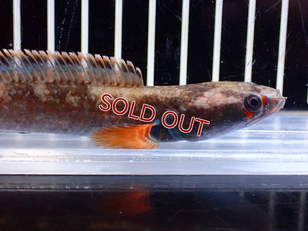 画像2: 【淡水魚】【通販】アイズファイヤースネークヘッド【１匹 サンプル画像】(±10cm)(大型魚・スネークヘッド)(生体)(熱帯魚)NKO (2)