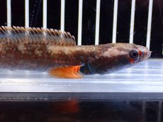 画像2: 【淡水魚】【通販】アイズファイヤースネークヘッド【１匹 サンプル画像】(±10cm)(大型魚・スネークヘッド)(生体)(熱帯魚)NKO (2)