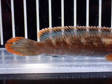 画像3: 【淡水魚】【通販】アイズファイヤースネークヘッド【１匹 サンプル画像】(±10cm)(大型魚・スネークヘッド)(生体)(熱帯魚)NKO (3)