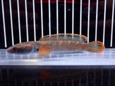 画像4: 【淡水魚】【通販】アイズファイヤースネークヘッド【１匹 サンプル画像】(±10cm)(大型魚・スネークヘッド)(生体)(熱帯魚)NKO (4)