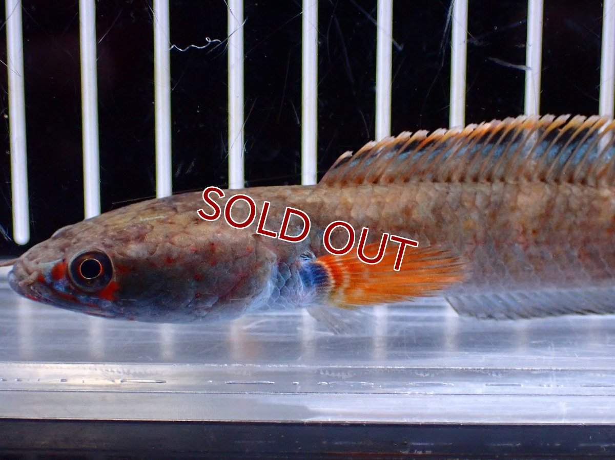 画像5: 【淡水魚】【通販】アイズファイヤースネークヘッド【１匹 サンプル画像】(±10cm)(大型魚・スネークヘッド)(生体)(熱帯魚)NKO (5)