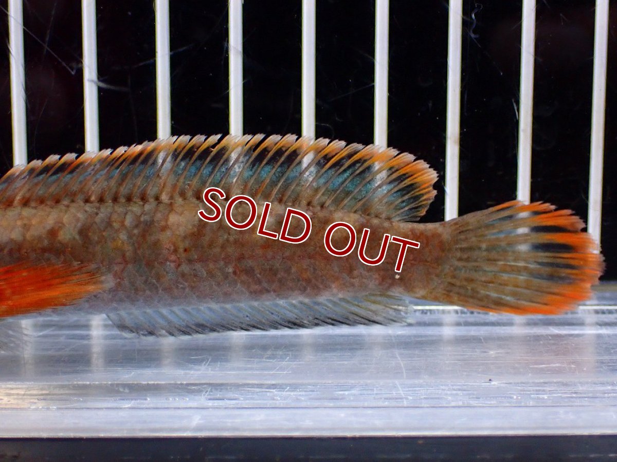 画像6: 【淡水魚】【通販】アイズファイヤースネークヘッド【１匹 サンプル画像】(±10cm)(大型魚・スネークヘッド)(生体)(熱帯魚)NKO (6)