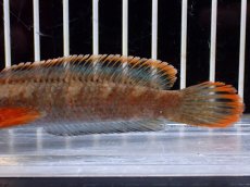 画像6: 【淡水魚】【通販】アイズファイヤースネークヘッド【１匹 サンプル画像】(±10cm)(大型魚・スネークヘッド)(生体)(熱帯魚)NKO (6)