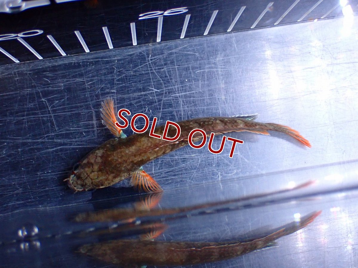 画像7: 【淡水魚】【通販】アイズファイヤースネークヘッド【１匹 サンプル画像】(±10cm)(大型魚・スネークヘッド)(生体)(熱帯魚)NKO (7)