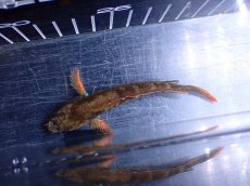 画像7: 【淡水魚】【通販】アイズファイヤースネークヘッド【１匹 サンプル画像】(±10cm)(大型魚・スネークヘッド)(生体)(熱帯魚)NKO (7)