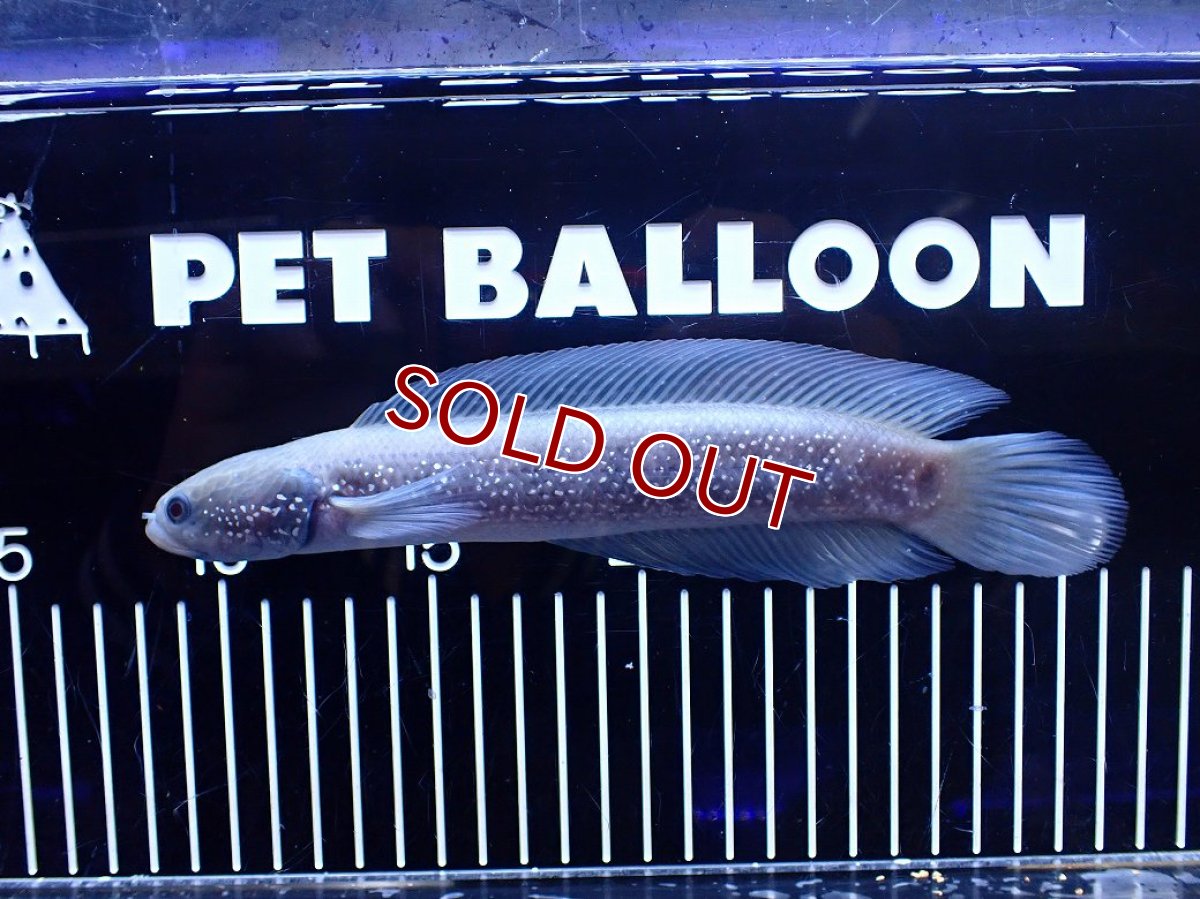 画像1: 【淡水魚】【通販】激レア 激安 アルビノ スターダストダイヤモンドコウタイ【個体販売】(±20cm)(大型魚)(生体)(熱帯魚)NKO (1)