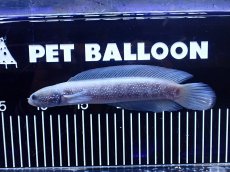 画像1: 【淡水魚】【通販】激レア 激安 アルビノ スターダストダイヤモンドコウタイ【個体販売】(±20cm)(大型魚)(生体)(熱帯魚)NKO (1)