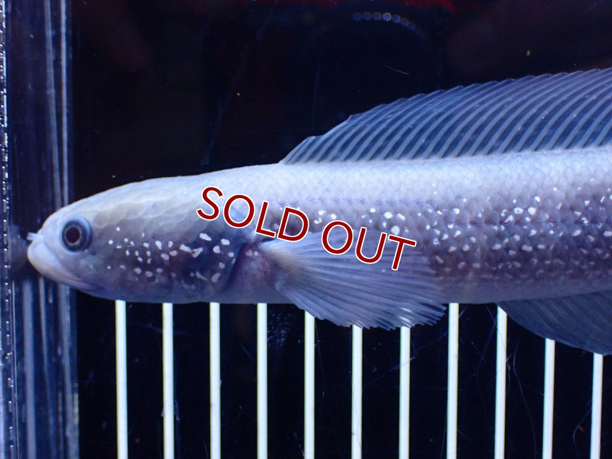 画像2: 【淡水魚】【通販】激レア 激安 アルビノ スターダストダイヤモンドコウタイ【個体販売】(±20cm)(大型魚)(生体)(熱帯魚)NKO (2)