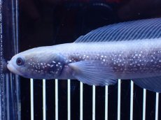 画像2: 【淡水魚】【通販】激レア 激安 アルビノ スターダストダイヤモンドコウタイ【個体販売】(±20cm)(大型魚)(生体)(熱帯魚)NKO (2)