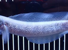 画像3: 【淡水魚】【通販】激レア 激安 アルビノ スターダストダイヤモンドコウタイ【個体販売】(±20cm)(大型魚)(生体)(熱帯魚)NKO (3)