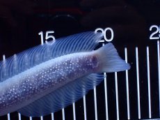 画像4: 【淡水魚】【通販】激レア 激安 アルビノ スターダストダイヤモンドコウタイ【個体販売】(±20cm)(大型魚)(生体)(熱帯魚)NKO (4)