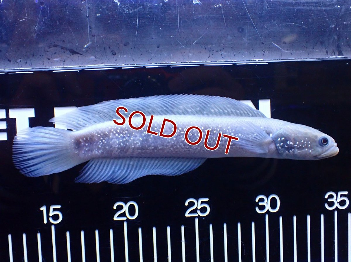 画像5: 【淡水魚】【通販】激レア 激安 アルビノ スターダストダイヤモンドコウタイ【個体販売】(±20cm)(大型魚)(生体)(熱帯魚)NKO (5)