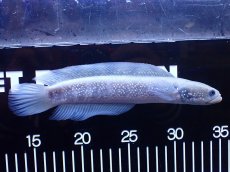 画像5: 【淡水魚】【通販】激レア 激安 アルビノ スターダストダイヤモンドコウタイ【個体販売】(±20cm)(大型魚)(生体)(熱帯魚)NKO (5)