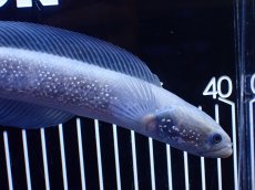 画像6: 【淡水魚】【通販】激レア 激安 アルビノ スターダストダイヤモンドコウタイ【個体販売】(±20cm)(大型魚)(生体)(熱帯魚)NKO (6)