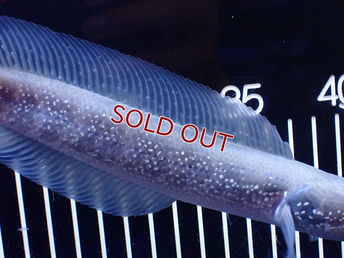 画像7: 【淡水魚】【通販】激レア 激安 アルビノ スターダストダイヤモンドコウタイ【個体販売】(±20cm)(大型魚)(生体)(熱帯魚)NKO (7)