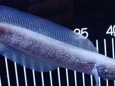 画像7: 【淡水魚】【通販】激レア 激安 アルビノ スターダストダイヤモンドコウタイ【個体販売】(±20cm)(大型魚)(生体)(熱帯魚)NKO (7)