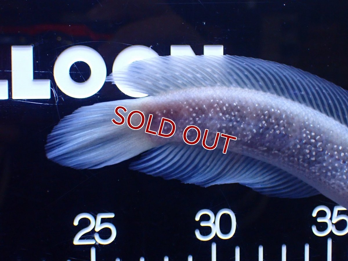 画像8: 【淡水魚】【通販】激レア 激安 アルビノ スターダストダイヤモンドコウタイ【個体販売】(±20cm)(大型魚)(生体)(熱帯魚)NKO (8)