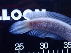 画像8: 【淡水魚】【通販】激レア 激安 アルビノ スターダストダイヤモンドコウタイ【個体販売】(±20cm)(大型魚)(生体)(熱帯魚)NKO (8)