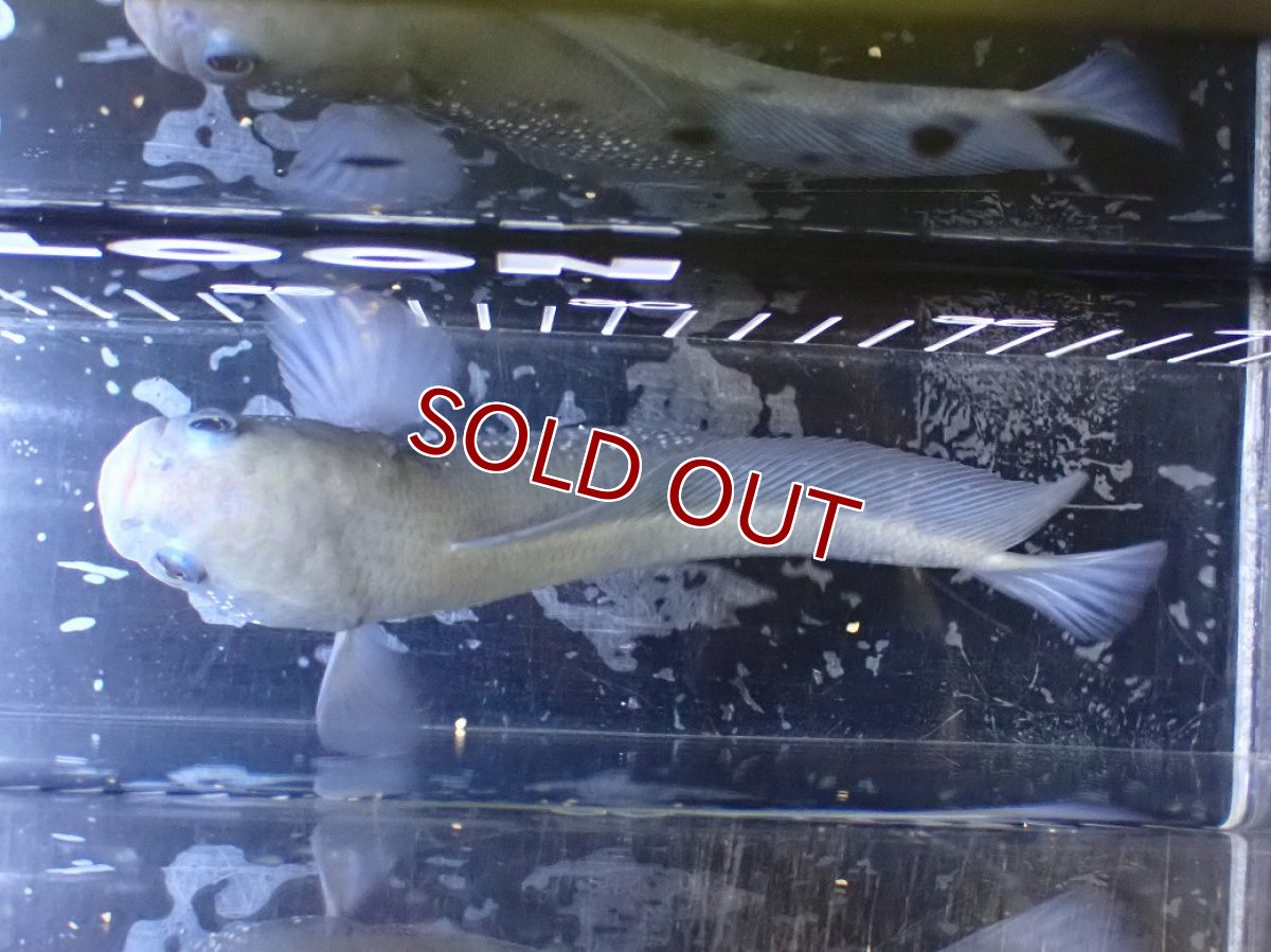 画像9: 【淡水魚】【通販】激レア 激安 アルビノ スターダストダイヤモンドコウタイ【個体販売】(±20cm)(大型魚)(生体)(熱帯魚)NKO (9)