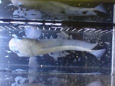画像9: 【淡水魚】【通販】激レア 激安 アルビノ スターダストダイヤモンドコウタイ【個体販売】(±20cm)(大型魚)(生体)(熱帯魚)NKO (9)