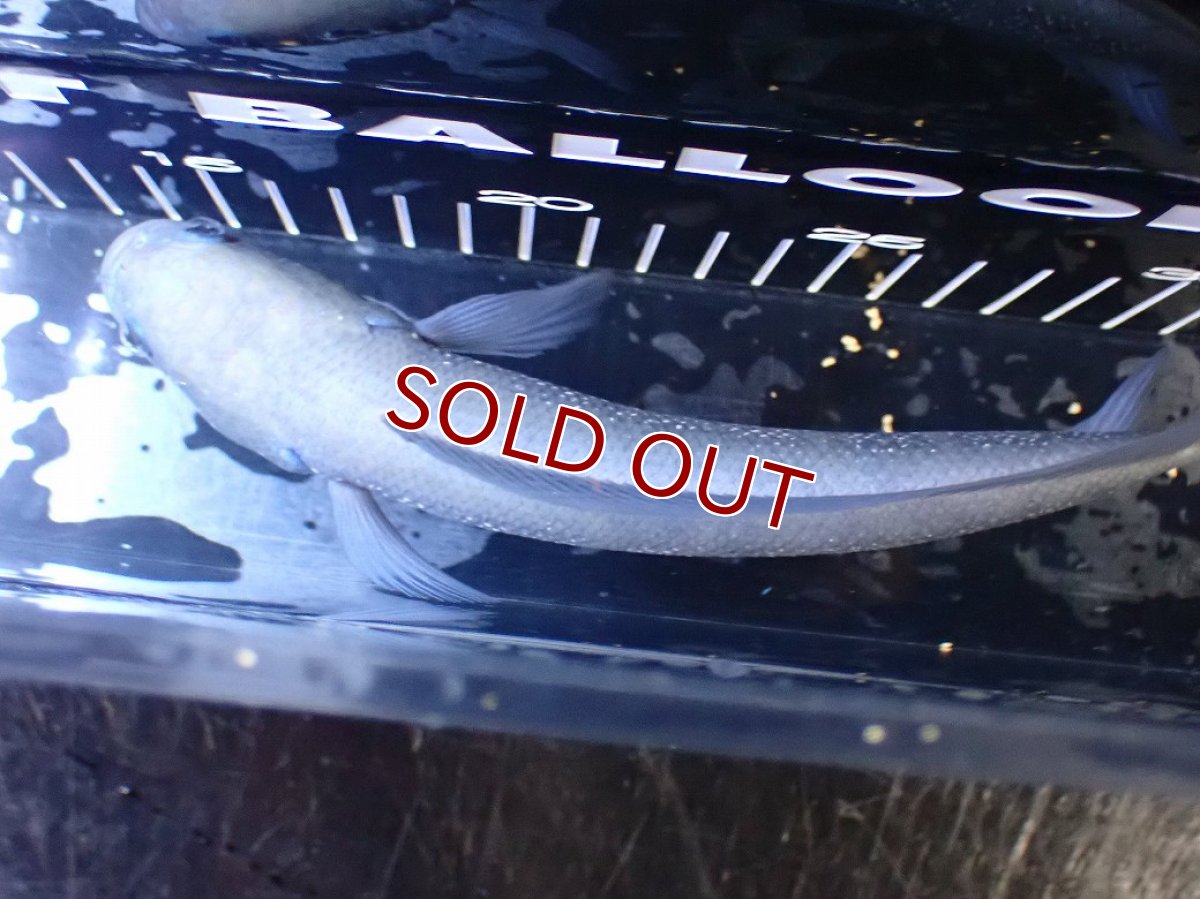 画像10: 【淡水魚】【通販】激レア 激安 アルビノ スターダストダイヤモンドコウタイ【個体販売】(±20cm)(大型魚)(生体)(熱帯魚)NKO (10)