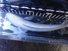 画像10: 【淡水魚】【通販】激レア 激安 アルビノ スターダストダイヤモンドコウタイ【個体販売】(±20cm)(大型魚)(生体)(熱帯魚)NKO (10)