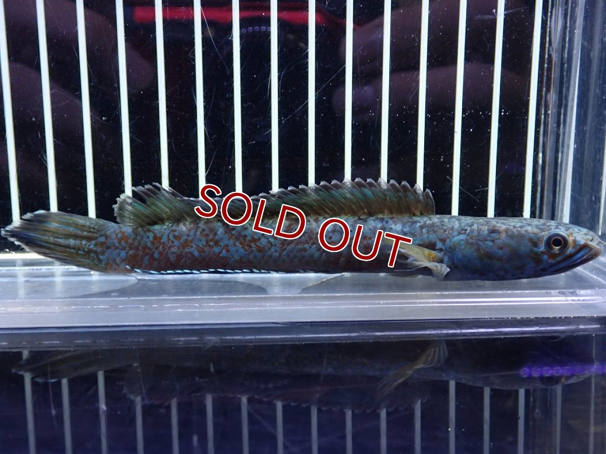 画像1: 【淡水魚】【通販】極青 チャンナ sp ゴールドダスト【個体販売】(±13cm)(大型魚・スネークヘッド)（生体）（熱帯魚）NKO (1)