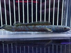 画像1: 【淡水魚】【通販】極青 チャンナ sp ゴールドダスト【個体販売】(±13cm)(大型魚・スネークヘッド)（生体）（熱帯魚）NKO (1)