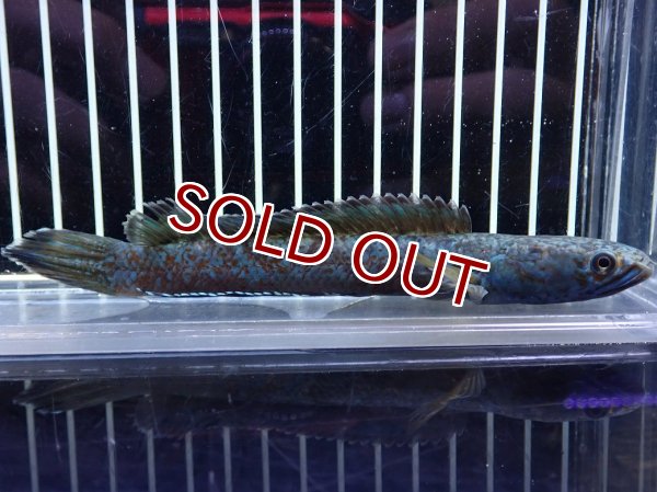 淡水魚】【通販】極青 チャンナ sp ゴールドダスト【個体販売】(±13cm