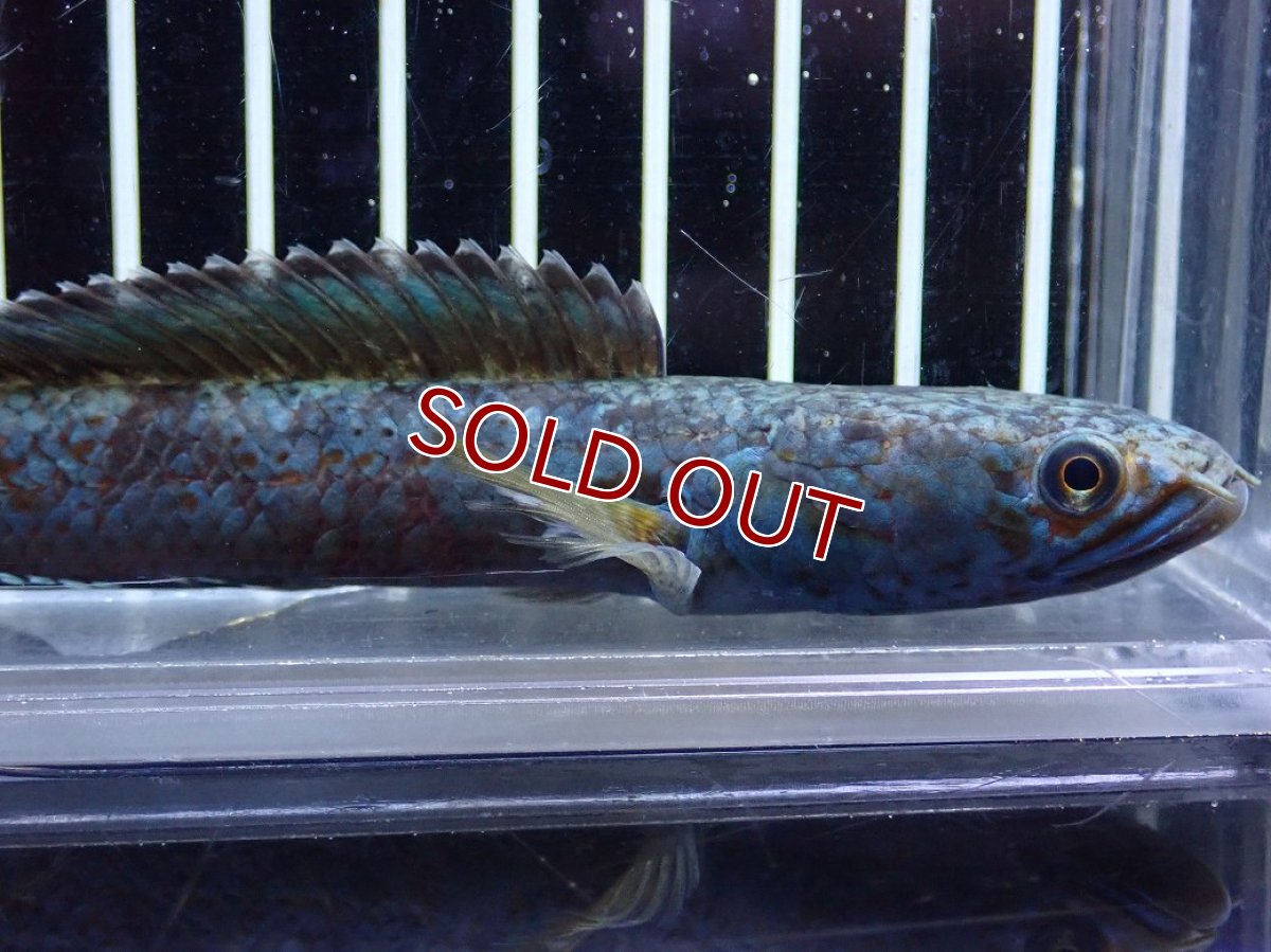 画像2: 【淡水魚】【通販】極青 チャンナ sp ゴールドダスト【個体販売】(±13cm)(大型魚・スネークヘッド)（生体）（熱帯魚）NKO (2)