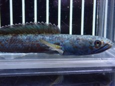 画像2: 【淡水魚】【通販】極青 チャンナ sp ゴールドダスト【個体販売】(±13cm)(大型魚・スネークヘッド)（生体）（熱帯魚）NKO (2)