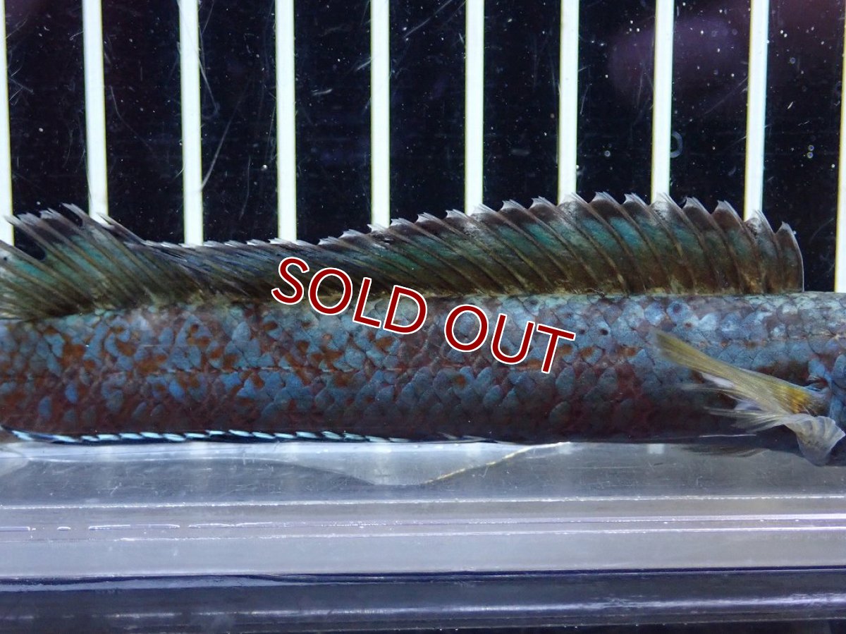 画像3: 【淡水魚】【通販】極青 チャンナ sp ゴールドダスト【個体販売】(±13cm)(大型魚・スネークヘッド)（生体）（熱帯魚）NKO (3)