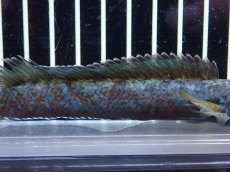 画像3: 【淡水魚】【通販】極青 チャンナ sp ゴールドダスト【個体販売】(±13cm)(大型魚・スネークヘッド)（生体）（熱帯魚）NKO (3)