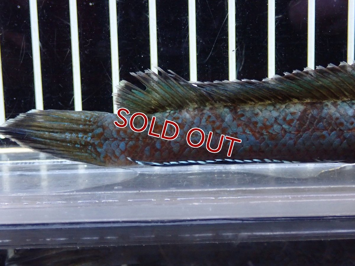 画像4: 【淡水魚】【通販】極青 チャンナ sp ゴールドダスト【個体販売】(±13cm)(大型魚・スネークヘッド)（生体）（熱帯魚）NKO (4)