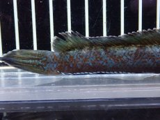 画像4: 【淡水魚】【通販】極青 チャンナ sp ゴールドダスト【個体販売】(±13cm)(大型魚・スネークヘッド)（生体）（熱帯魚）NKO (4)