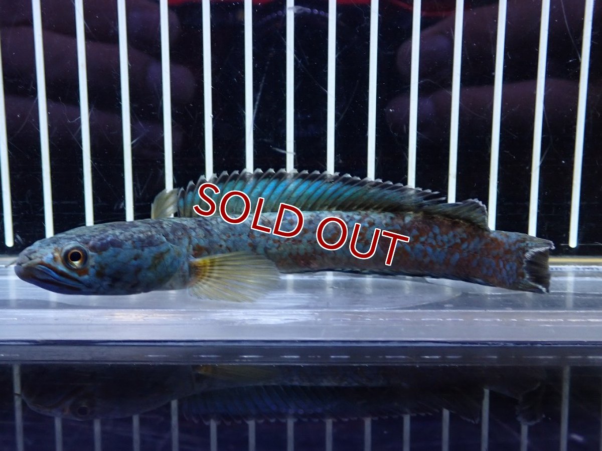 画像5: 【淡水魚】【通販】極青 チャンナ sp ゴールドダスト【個体販売】(±13cm)(大型魚・スネークヘッド)（生体）（熱帯魚）NKO (5)