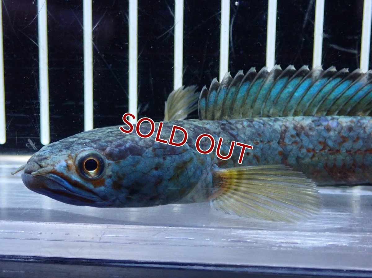 画像6: 【淡水魚】【通販】極青 チャンナ sp ゴールドダスト【個体販売】(±13cm)(大型魚・スネークヘッド)（生体）（熱帯魚）NKO (6)