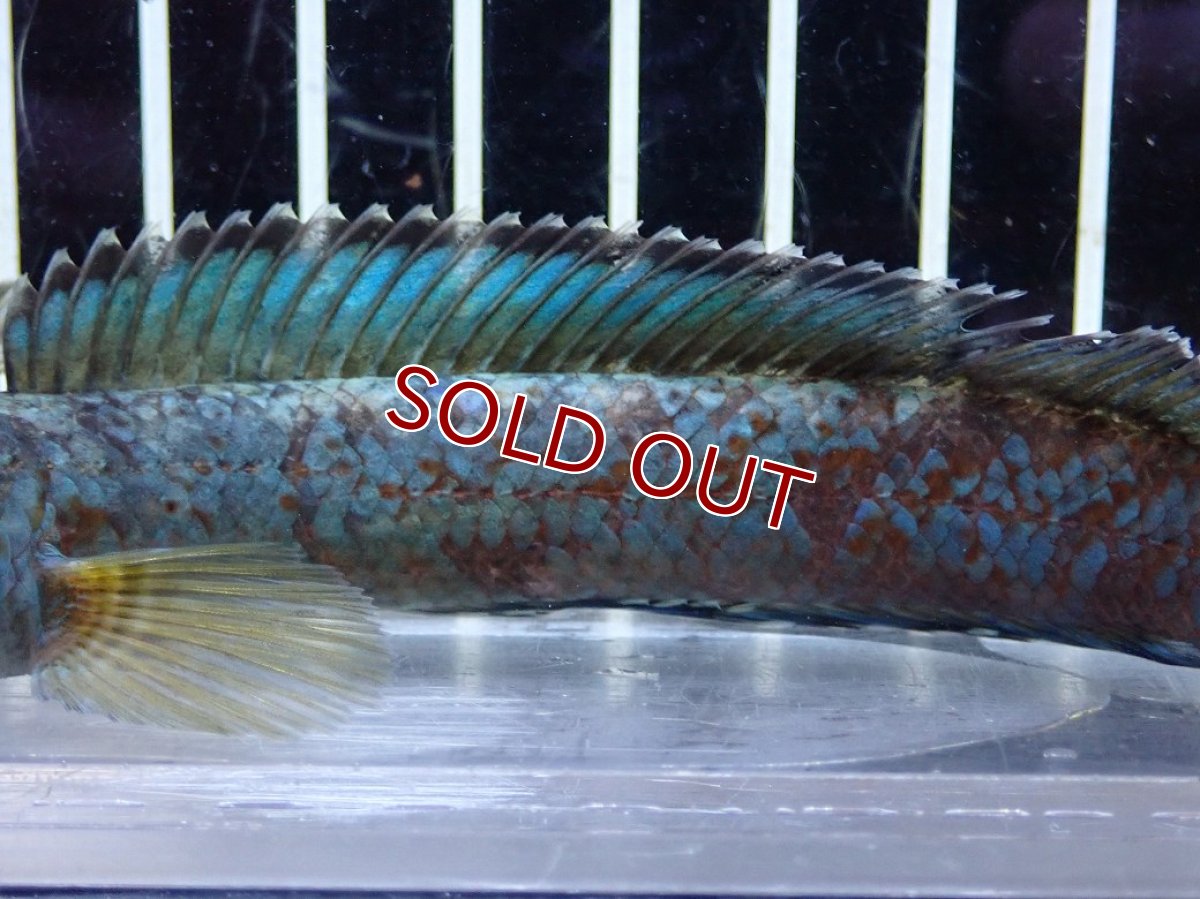 画像7: 【淡水魚】【通販】極青 チャンナ sp ゴールドダスト【個体販売】(±13cm)(大型魚・スネークヘッド)（生体）（熱帯魚）NKO (7)