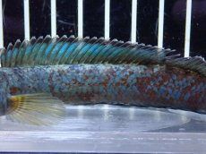 画像7: 【淡水魚】【通販】極青 チャンナ sp ゴールドダスト【個体販売】(±13cm)(大型魚・スネークヘッド)（生体）（熱帯魚）NKO (7)