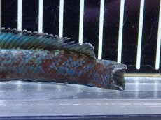 画像8: 【淡水魚】【通販】極青 チャンナ sp ゴールドダスト【個体販売】(±13cm)(大型魚・スネークヘッド)（生体）（熱帯魚）NKO (8)