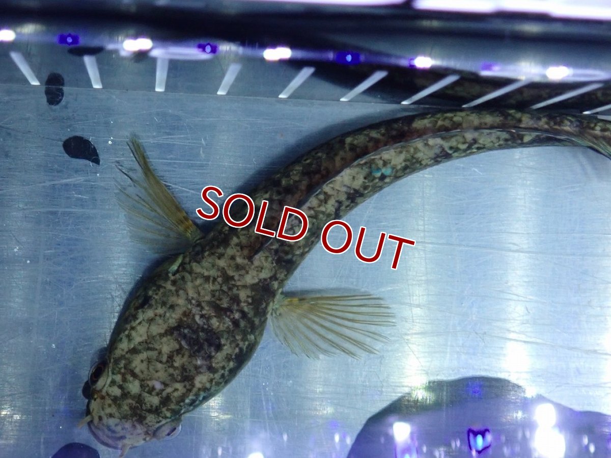 画像9: 【淡水魚】【通販】極青 チャンナ sp ゴールドダスト【個体販売】(±13cm)(大型魚・スネークヘッド)（生体）（熱帯魚）NKO (9)