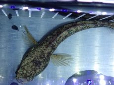 画像9: 【淡水魚】【通販】極青 チャンナ sp ゴールドダスト【個体販売】(±13cm)(大型魚・スネークヘッド)（生体）（熱帯魚）NKO (9)