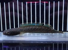 画像1: 【淡水魚】【通販】チャンナ sp パルダリス【個体販売】(±13cm)(大型魚・スネークヘッド)（生体）（熱帯魚）NKO (1)