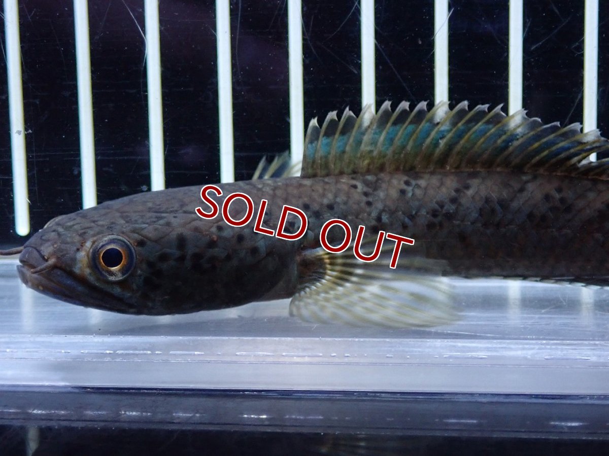 画像2: 【淡水魚】【通販】チャンナ sp パルダリス【個体販売】(±13cm)(大型魚・スネークヘッド)（生体）（熱帯魚）NKO (2)