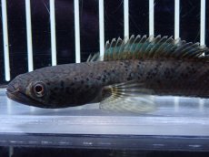 画像2: 【淡水魚】【通販】チャンナ sp パルダリス【個体販売】(±13cm)(大型魚・スネークヘッド)（生体）（熱帯魚）NKO (2)